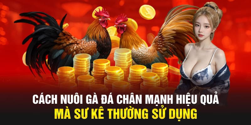 Kiến thức chăm sóc gà đá chân mạnh bạn nên biết