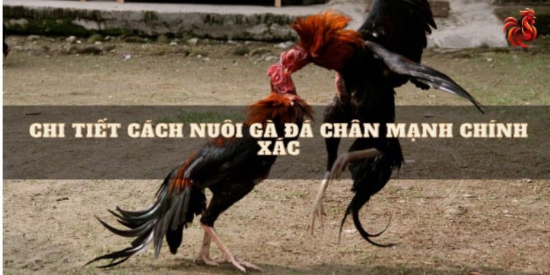 Cách nuôi gà đá chân mạnh