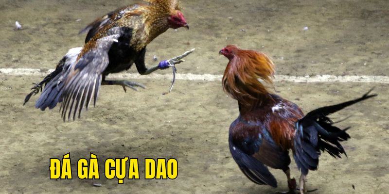 Đá gà cựa dao mang tới sự kịch tính, hồi hộp